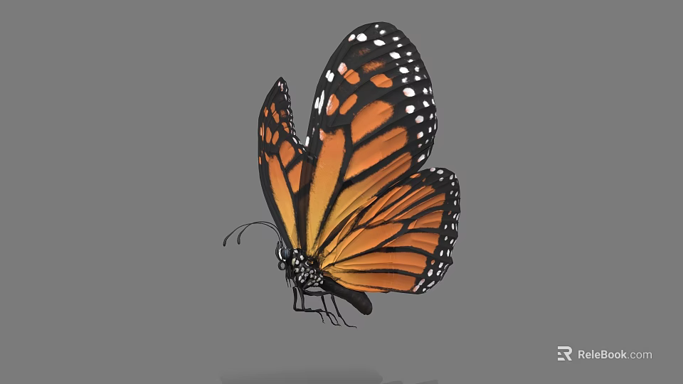 Monarch Butterfly With Vibrant Orange Black Wings And White Spots In Flight 3d model 