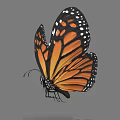 Monarch Butterfly With Vibrant Orange Black Wings And White Spots In Flight