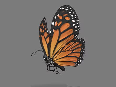 Flower Butterfly Flight Animation Lepidoptera Chicken Butterfly Insect Butterfly 3d model