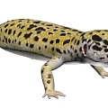 leopard print lizard tiger leopard gecko animal 3d model