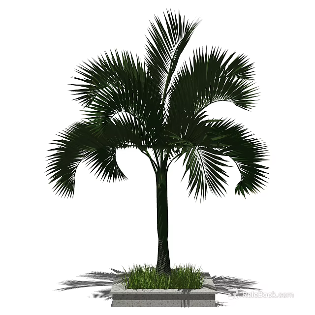 Palm Tree With Large Green Fronds Tall Trunk And Grass At Base 3d model 