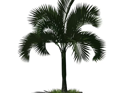 Palm Tree With Large Green Fronds Tall Trunk And Grass At Base 3d model