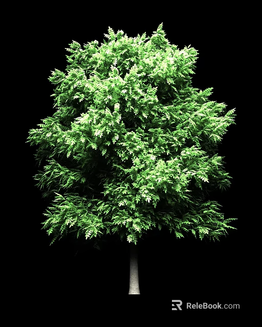 Lush Green Evergreen Tree With Dense Foliage On Black Background 3d model 