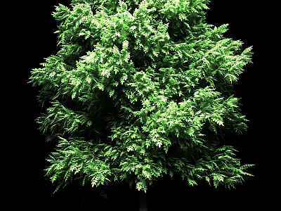 Lush Green Evergreen Tree With Dense Foliage On Black Background 3d model