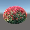 Round Garden Shrub with Vibrant Red Leaves Top and Lush Green Foliage