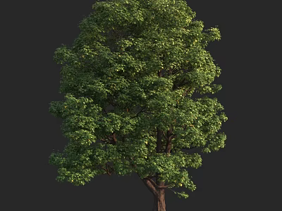 Lush Green Arbor With Dense Foliage And Sturdy Trunk Isolated On Dark Background 3d model