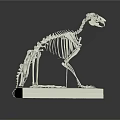 Animal Skeleton Anatomical Model on White Base with Detailed Bone Structure