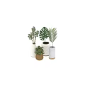Modern Decorative Ornament Set With Monstera Palm Leaves And Geometric Ceramic Vases