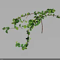Green Vine Plant With Long Branches And Small Green Leaves On Gray Background With Reflection