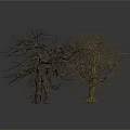 Two Leafless Trees With Visible Trunks And Branches Against White Background