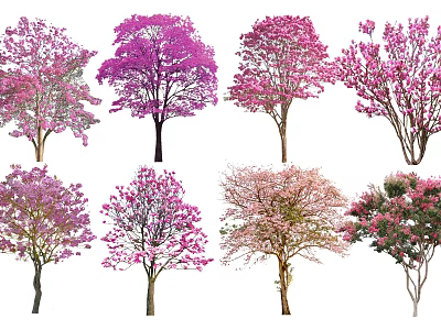 Vibrant Flowering Arbor Trees with Pink and Purple Blossoms in Garden 3d model