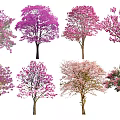 Vibrant Flowering Arbor Trees with Pink and Purple Blossoms in Garden