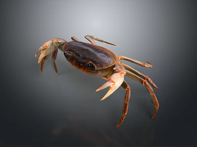 Dark Brown Crab With Prominent Claws And Extended Legs On Gray Surface 3d model