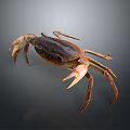 Dark Brown Crab With Prominent Claws And Extended Legs On Gray Surface