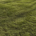 Lush Green Grass Field With Sunlight And Natural Shadows In Outdoor Setting