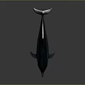 Realistic 3D Dolphin Model With Smooth Surface And Reflection On Dark Background 3d model