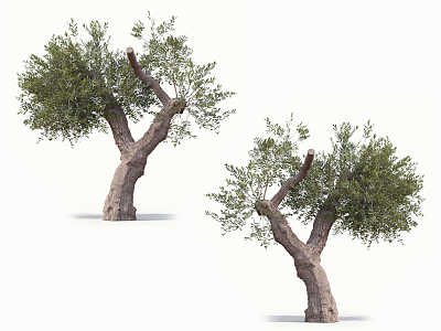 The Modern Tree 3d model