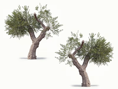 Two Arbor Trees With Thick Trunks Branches Green Leaves And Natural Shape 3d model