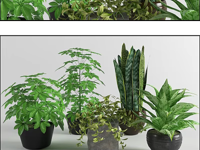 Assorted Green Potted Plants with Lush Foliage for Indoor Home Decor 3d model