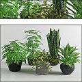 Assorted Green Potted Plants with Lush Foliage for Indoor Home Decor