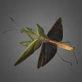 Praying Mantis With Spread Wings Green And Brown Body Long Legs And Antennae