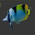 Vibrant Butterflyfish With Blue Yellow Black Striped Body On Dark Background With Reflection