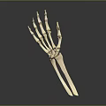 Hand Bones Anatomical Model Showing Detailed Skeletal Structure With Phalanges And Metacarpals 3d model
