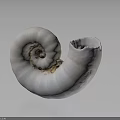 Nautilus Spiral Shell With White Color And Detailed Texture On Gray Background