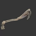 Prehistoric Animal Skeleton Fossil with Complete Anatomical Structure