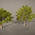 Cartoon Scenery Featuring Three Green Trees Brown Trunks And Shadows On Gray Background 3d model