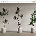 Three Indoor Bonsai Potted Plants with Natural Green Foliage in White Pots