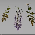 Wisteria Branches Featuring Purple Flower Clusters Green And Yellow Leaves On Dark Background