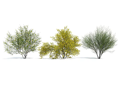 Three Arbor Trees With Green And Yellow Foliage Natural Branching Structure Design 3d model