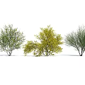 Three Arbor Trees With Green And Yellow Foliage Natural Branching Structure Design