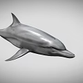 Realistic Dolphin 3D Model With Smooth Skin And Fin Details