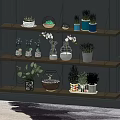 Indoor Decorative Potted Plants On Wooden Shelves With Various Glass Containers And Pots