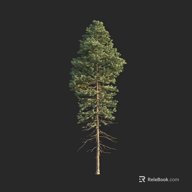 Tall Pine Tree With Straight Trunk And Dense Green Foliage Isolated On Black Background 3d model 