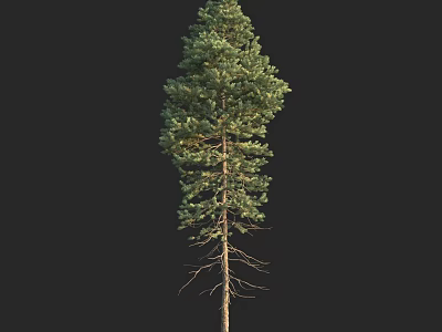 Tall Pine Tree With Straight Trunk And Dense Green Foliage Isolated On Black Background 3d model