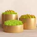 Potted Plants With Green And Yellow Foliage In Three Golden Pots For Indoor Wooden Floor