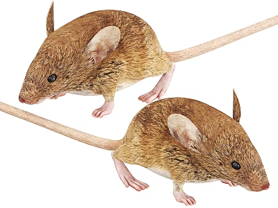 Realistic Brown Mice With Detailed Fur Texture Isolated On White Background 3d model