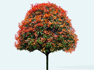 Vibrant Arbor With Red And Green Leaves And Rounded Crown Shape 3d model