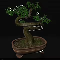 Bonsai Plant with Twisted Trunk and Green Foliage in Ceramic Pot with Feet