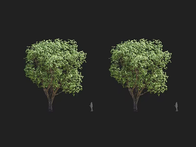 Tall Arbor Trees With Lush Green Foliage And Strong Trunks Near Human Figure 3d model