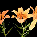 Orange Lily Flowers In Vase With Green Leaves On Black Background