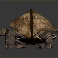 Close Up View Of Reptile Tortoise With Brown Red Patterned Shell And Claws 3d model