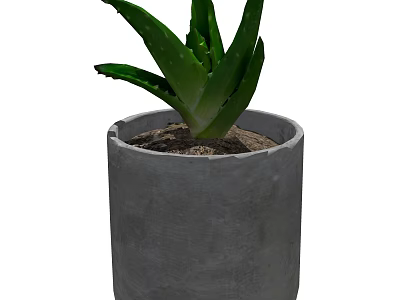Healthy Green Aloe Vera Potted Plant in a Gray Concrete Pot 3d model
