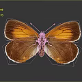Vibrant Orange Brown Butterfly With Shiny Wings And Detailed Patterns Against Gray Background