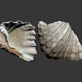 Modern Conch Nautilus Shell Sea Shell 3d model