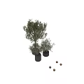 Decorative Olive Tree and Shrub Ornament Set in Black Clay Pots