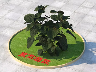 Fresh Perilla Plant With Lush Green Leaves On Circular Green Base 3d model